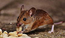 24 Hour & Emergency Exterminators in Lemoyne, AL